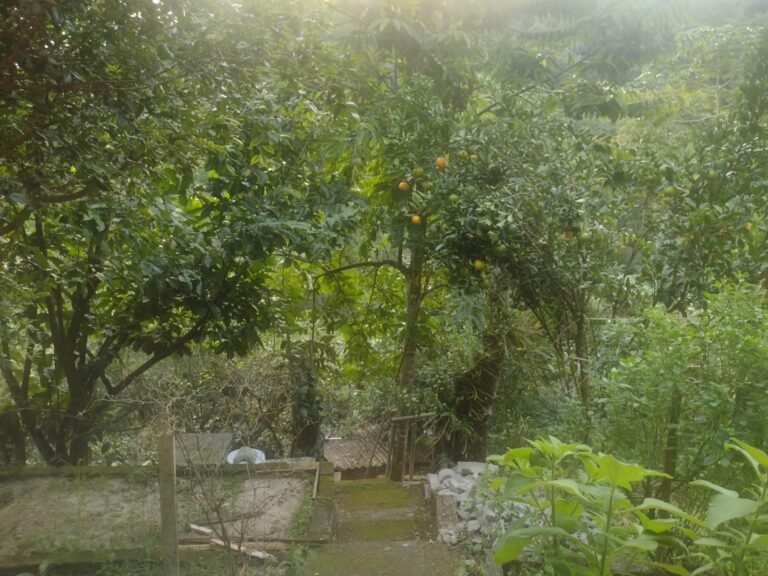 Sitio-Nicolau-2-1